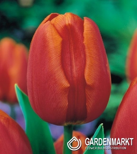 Tulipan Triumph Orange Cassini 5 szt.