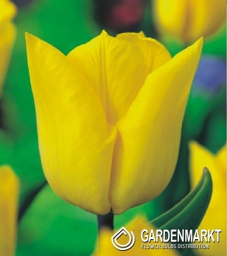 Tulipan Triumph Yokohama 5 szt.