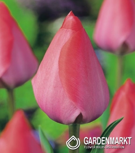 Tulipan Triumph Van Eijk 5 szt.