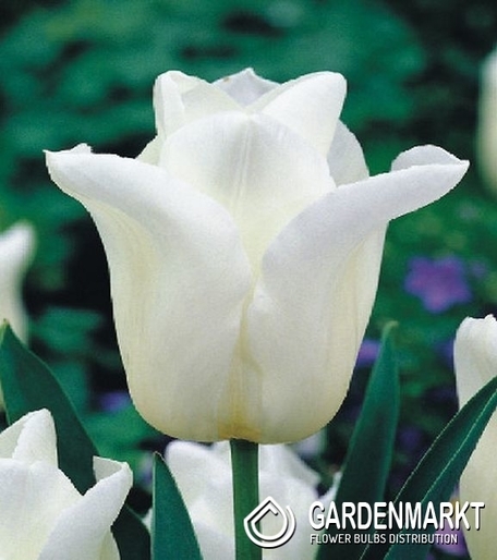 Tulipan Triumph Agrass White 5 szt.