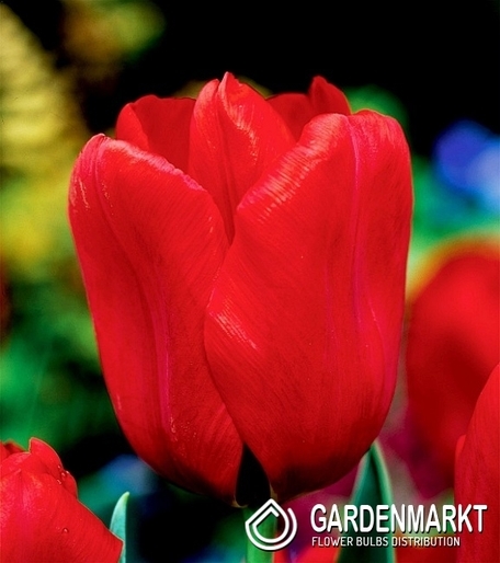 Tulipan Triumph Seadov 5 szt.