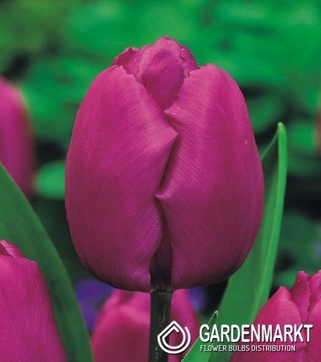Tulipan Triumph Purple Prince 5 szt.