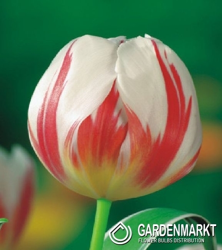Tulipan Happy Generation 5 szt.