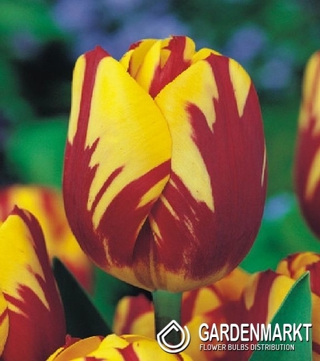 Tulipan Triumph Dwukolorowy Helmar 5 szt.