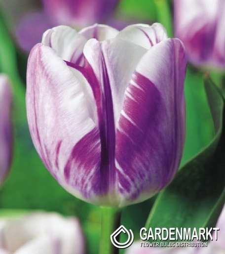Tulipan Triumph Dwukolorowy Flaming Flag 5 szt.