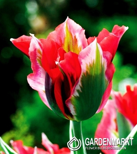 Tulipan Viridiflora Esperanto 5 szt.