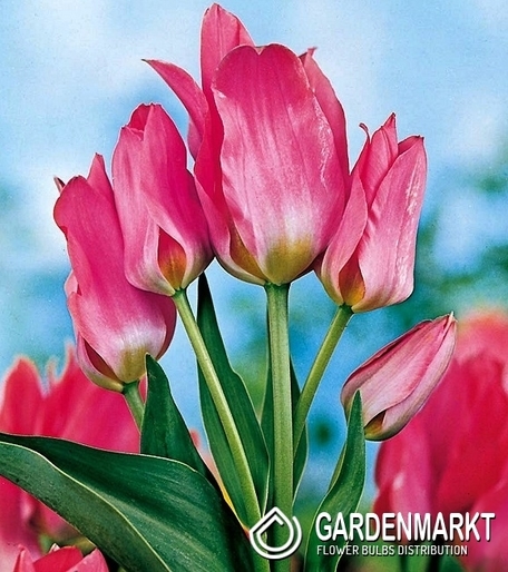 Tulipan Wielokwiatowy Toronto 5 szt.