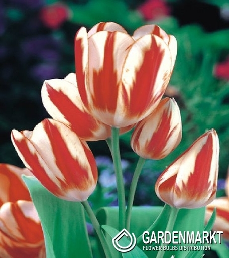 Tulipan Wielokwiatowy Sylvia Warder 5 szt.