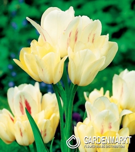 Tulipan Wielokwiatowy Candy Club 5 szt.