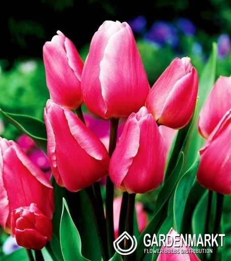 Tulipan Wielokwiatowy Happy Family 5 szt.