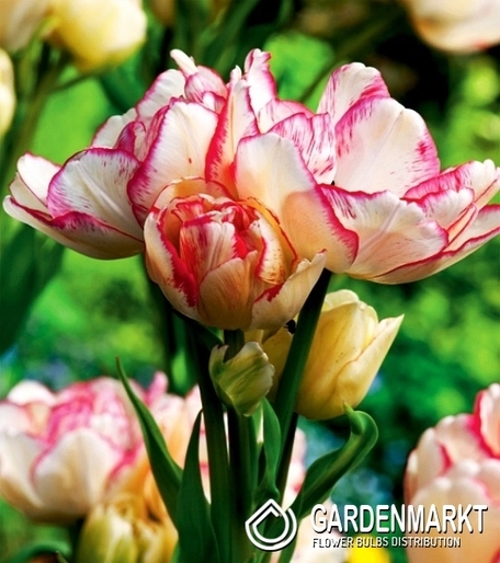 Tulipan Wielokwiatowy Belicia 5 szt.