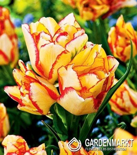 Tulipan Wielokwiatowy Aquilla 5 szt.