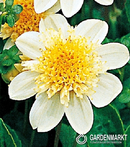 Dalia Anemonowa Toto 1 szt.