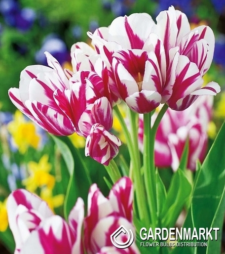 Tulipan Wielokwiatowy Flaming Club 5 szt.