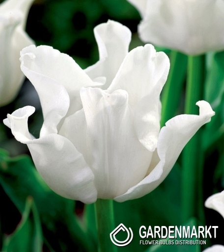 Tulipan Ekskluzywny White Liberstar 5 szt.