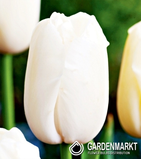 Tulipan Gigantyczny Maureen 5 szt.