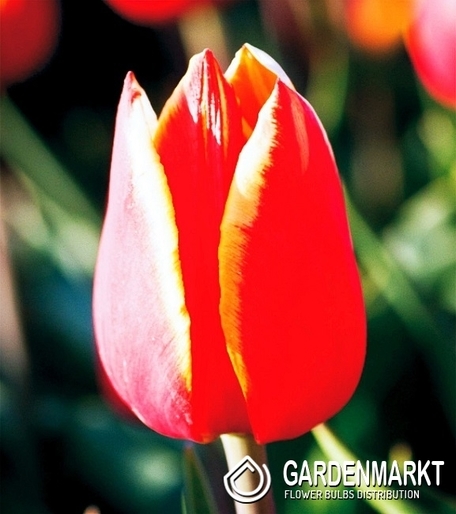 Tulipan Gigantyczny Luba 5 szt.