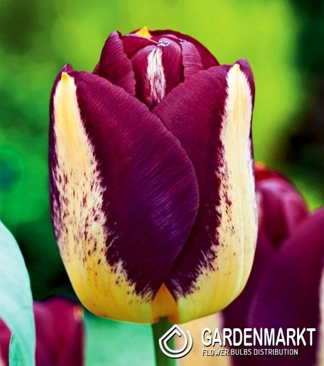 Tulipan Dla Kolekcjonera Boston 5 szt.