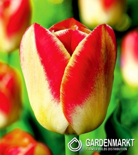 Tulipan Dwukolorowy Candy Corner 5 szt.