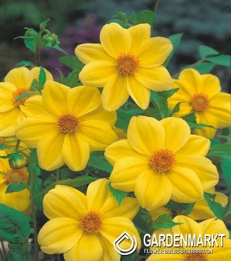 Dalia Yellow Sneezy 1 szt.