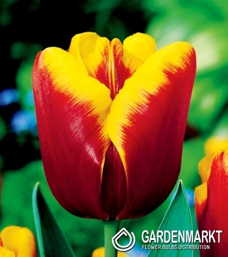 Tulipan Bordowo-Żółty 5 szt.