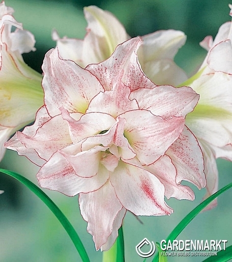 Hippeastrum - Amarylis Aphrodite 1 szt.