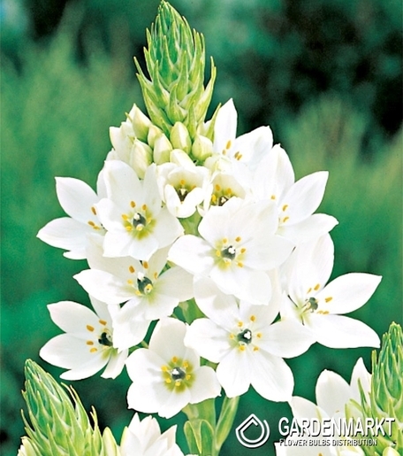 Ornithogalum Thyrsoides-Śniadek Wiechowaty 10 szt.