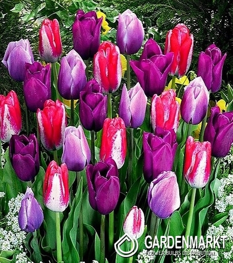 Tulipan Kolory Fioletu Mix 5 szt.
