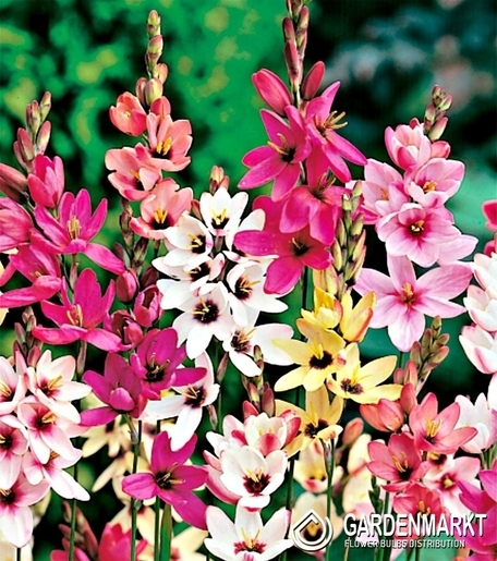 Ixia - Iksja Mix 20 szt.