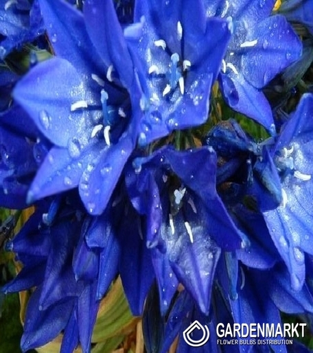 Brodiaea Queen Fabiola - Hiacynt Kalifornijski 10 szt.