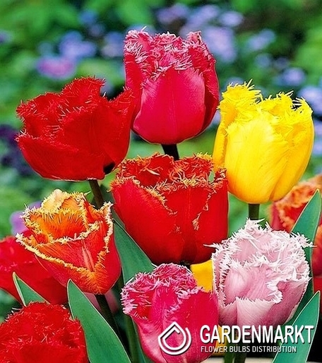 Tulipan Strzępiasty Mix 10 szt.