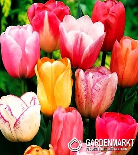 Tulipan Triumph Mix 25 szt.