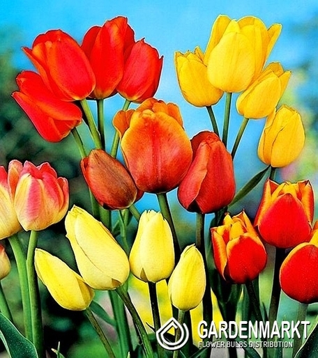 Tulipan Wielokwiatowy Mix 10 szt.