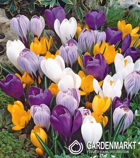 Krokus Mix 10 szt.