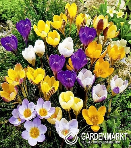 Krokus Mix 200 szt.
