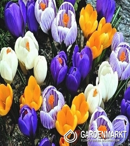 Krokus Wielkokwiatowy Mix 100 szt.