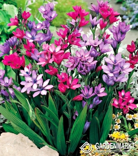 Babiana Kew Hybridis 5 szt.