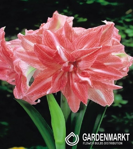 Hippeastrum - Amarylis Lady Jane 1 szt.