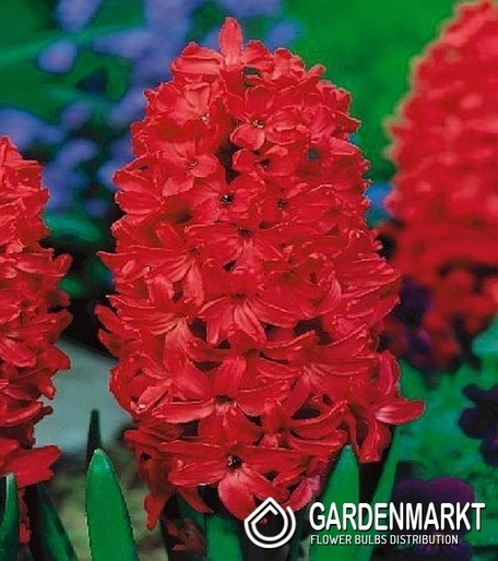 Hiacynt na kg Czerwony 1 kg
