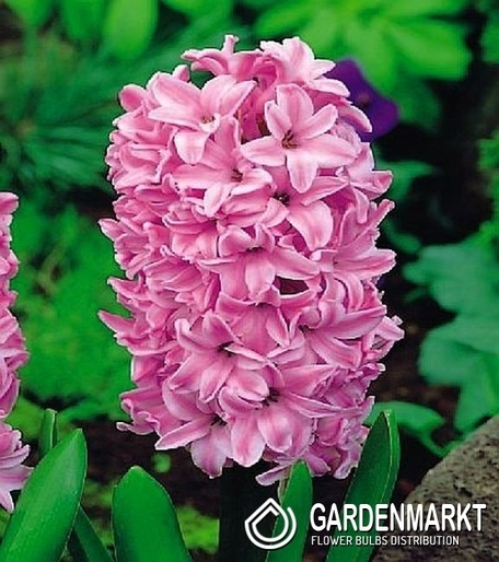 Hiacynt na kg Różowy 1 kg
