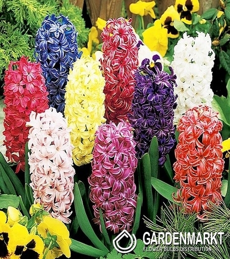 Hiacynt na kg Mix 1 kg