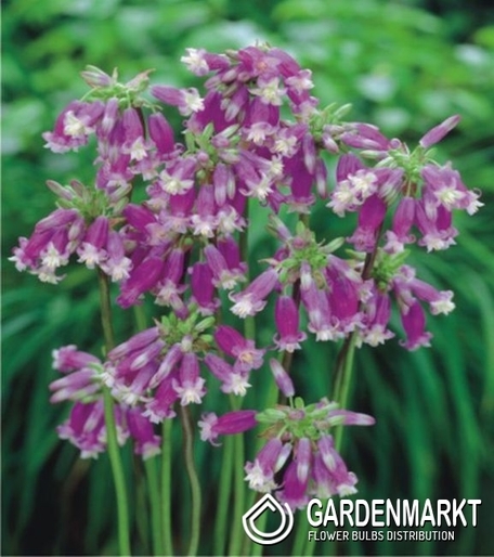 Dichelostemma 5 szt.