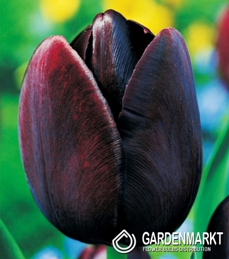 Tulipan Pojedynczy Późny Queen Of Night 25 szt.