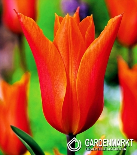 Tulipan Liliokształtny Ballerina 25 szt.