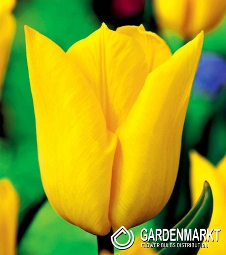 Tulipan Triumph Yokohama 25 szt.