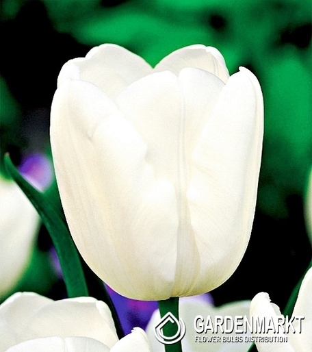 Tulipan Triumph White Dream 25 szt.