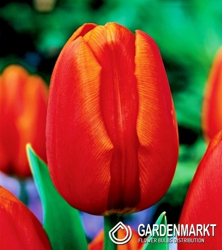 Tulipan Triumph Orange Cassini 25 szt.