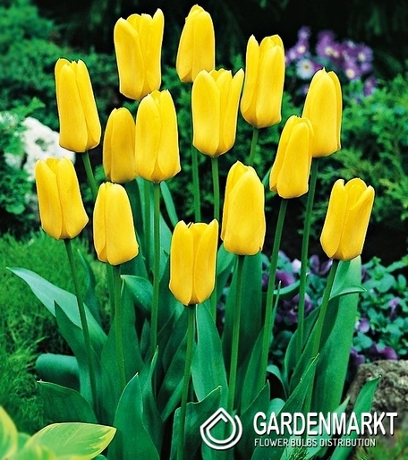 Tulipan Niski Fostera Candela 25 szt.