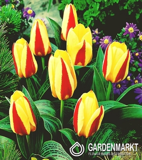 Tulipan Niski Kaufmanna Gluck 25 szt.