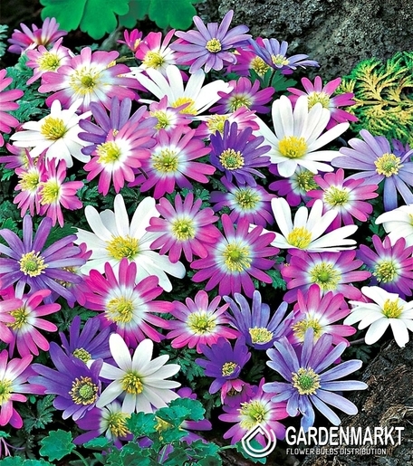Anemon Blanda - Zawilec Grecki Mix 10 szt.